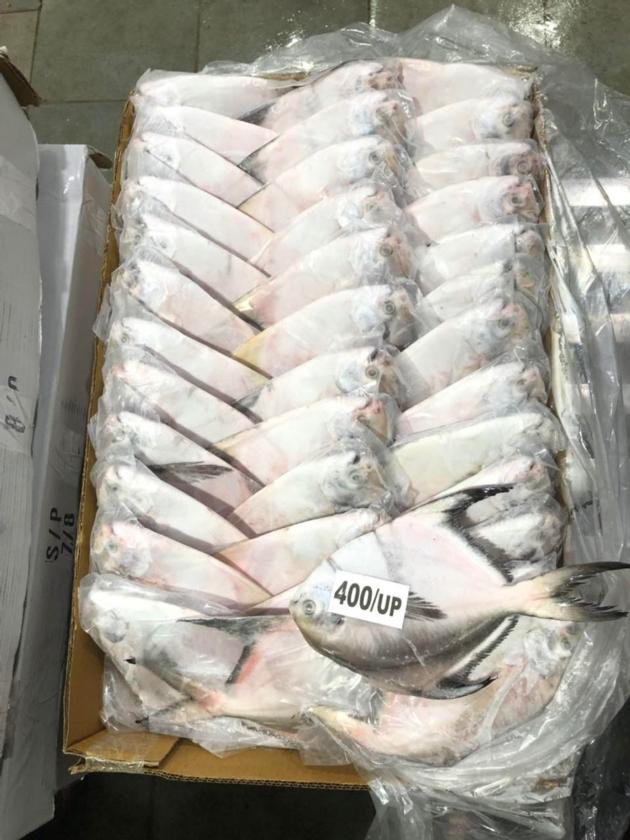 Frozen Fish Ribbon Pomfret Bonito Salmon