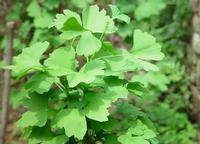 Ginkgo Biloba P.E.