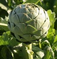 Artichoke P.E.