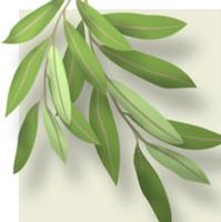 Olive leaf P.E.