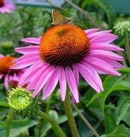 Echinacea purpurea P.E.