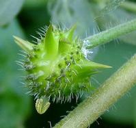 Tribulus Terrestris P.E.