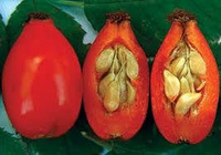 Rose hip P.E.