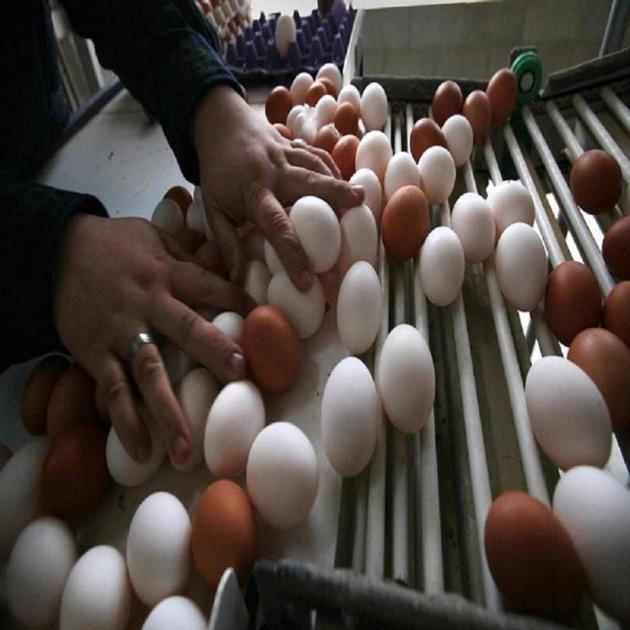 Fresh White And Brown Chicken Eggs