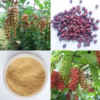 Fructus schisandrae chinensis P.E.