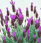 Lavender Oil