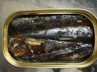 sardine in oil