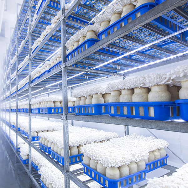 Fresh-Keeping cold Storage