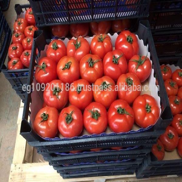Tomato