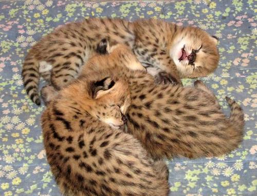 serval kittens