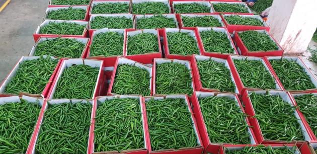 Fresh Green Chillies