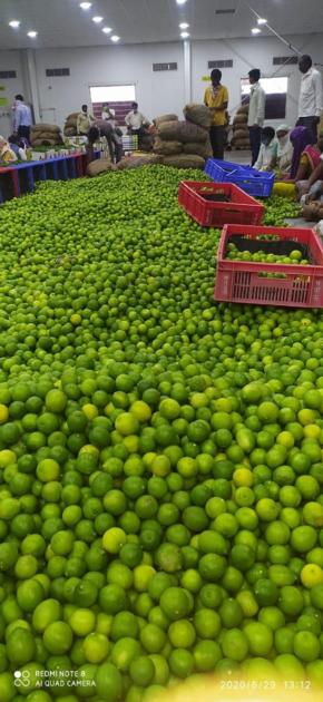 Fresh Green Lemon
