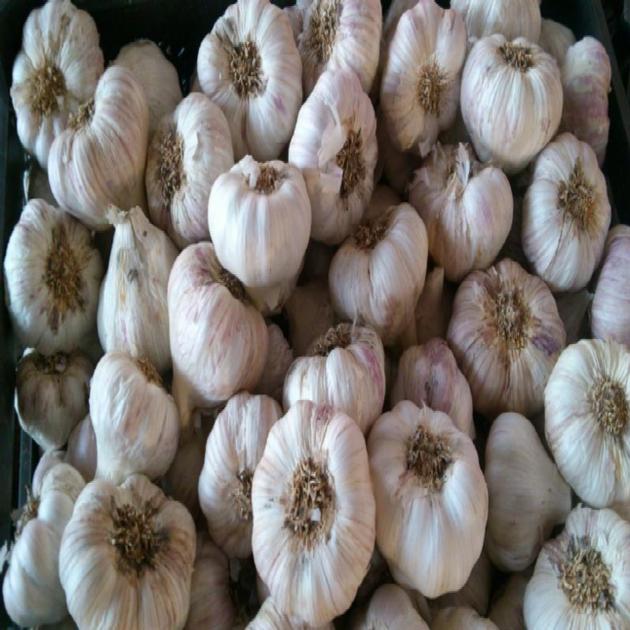 fresh garlic