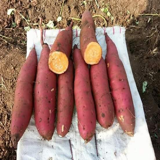 Sweet Potato