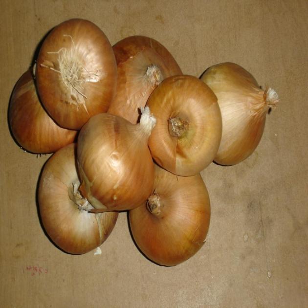 onion