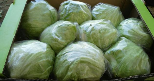 cabbage
