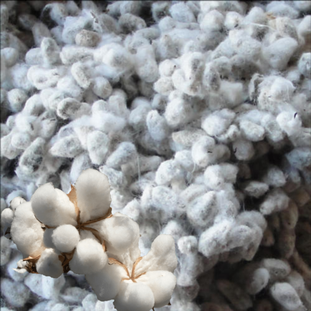 Cotton Seed