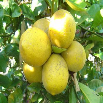 Lemon