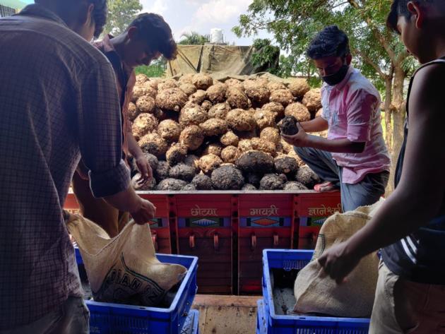 Fresh Elephant Yam