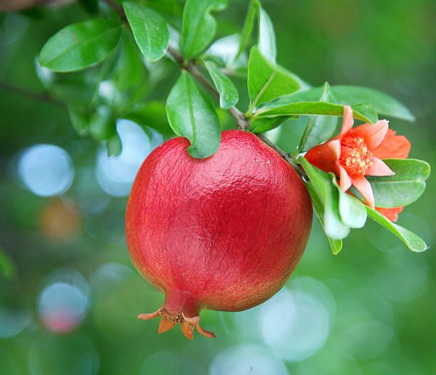 Fresh Pomegranates 