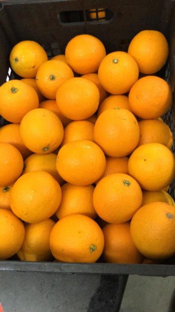 Fresh Orange