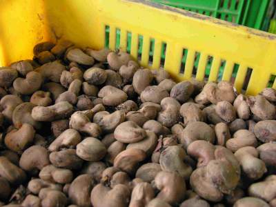 Raw And Processed Cashew Nuts For