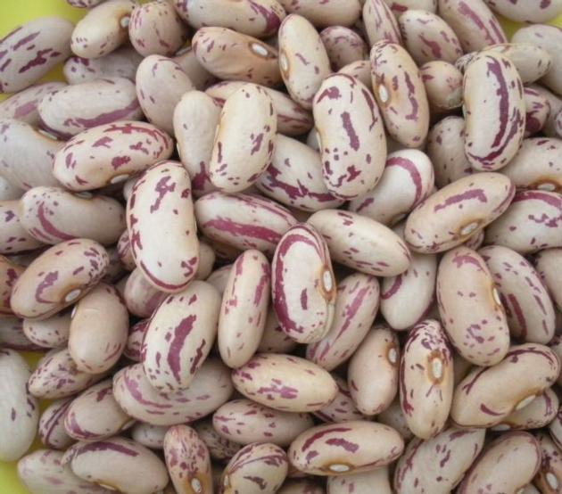 Kidney beans long shape