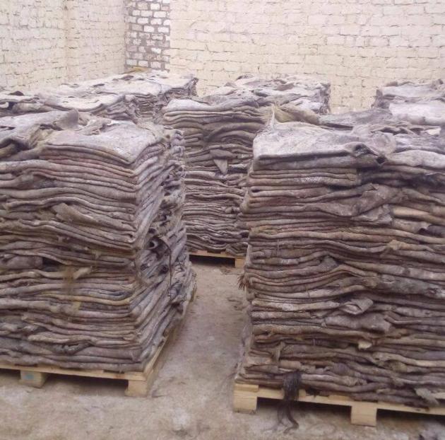 Cow/Donkey Hides (Quality Wet Salted Donkey hides / Wet salted Donkey / Cow Skin / Dry salted Cow H