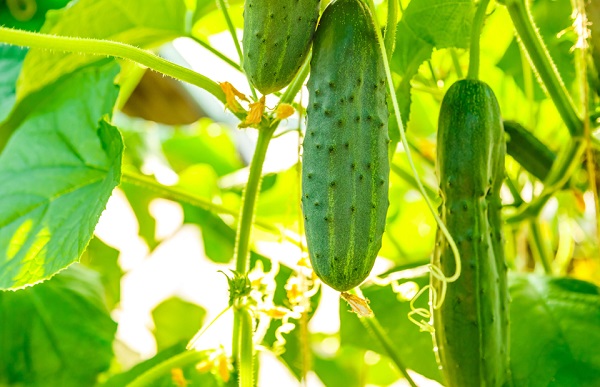 Tomato & Cucumber