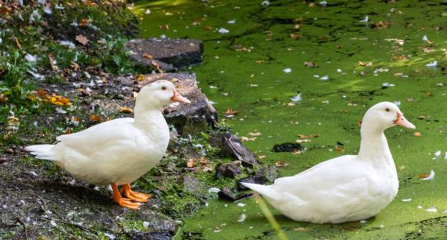 Duck Disinfectant