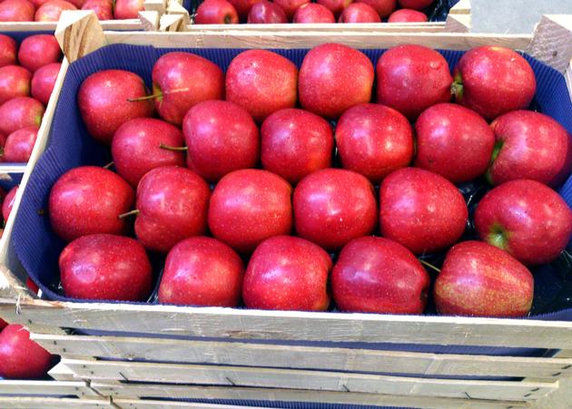 ROYAL GALA APPLES