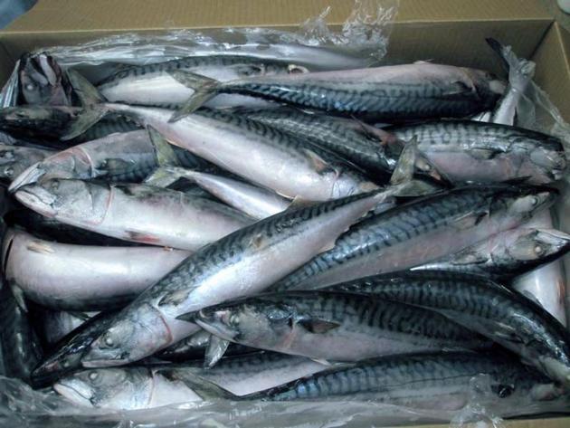 Frozen pacific mackerel Fish Pacific mackerel frozen Spanish mackerel seafood For Sale 