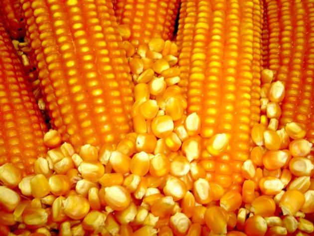 Yellow Maize, Dried Yellow Corn, Popcorn, White Corn Maize