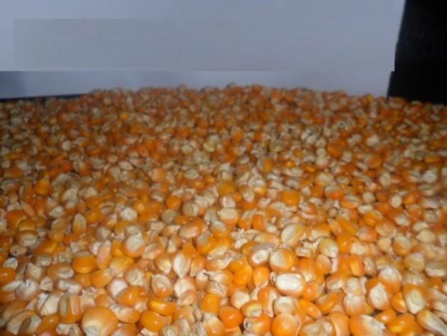 Yellow Maize Dried Yellow Corn Popcorn