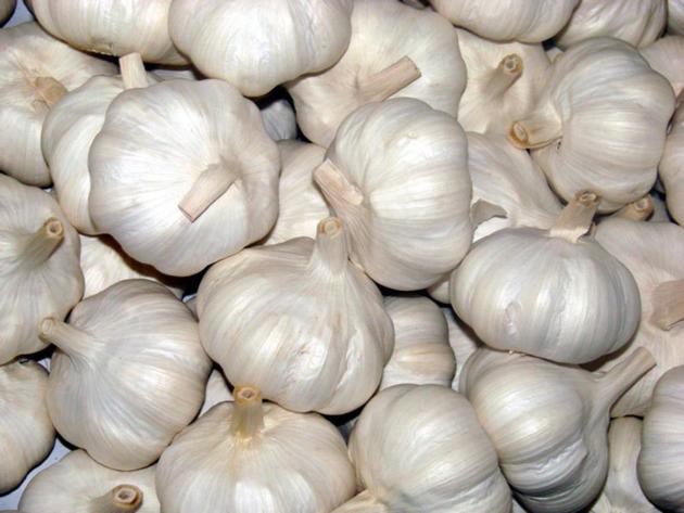 Fresh Garlic white garlic and red garlic Fresh Pure White Garlic Supplier