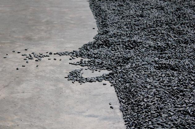 Sunflower Seeds