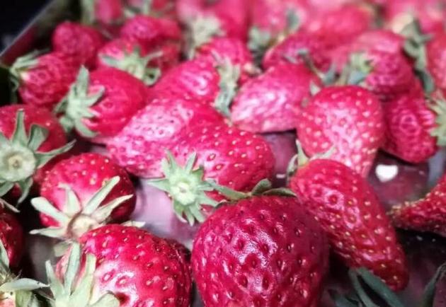 Strawberry Freeze Dryer