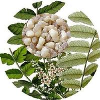 The most superior price Boswelia Serrata extract/Boswelia Serrata P.E