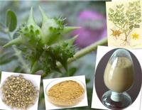 Top Grade Tribulus Terrestris Extract