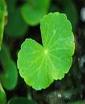 Gotu Kola Herb Extract