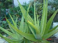 Aloe vera Extract