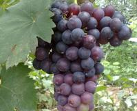 Grape skin Extract