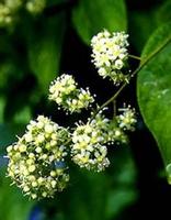 Common Threewingnut Root Extract