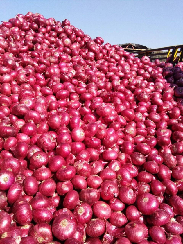 Fresh Red Onions