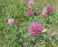Red Clover Extract