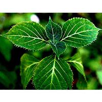  Yohimbe  herbal extract