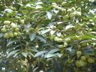 organic stevia extract/100% natural sweetener/ pure stevia powder