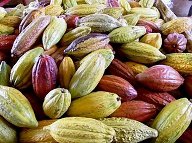 Cocoa Beans