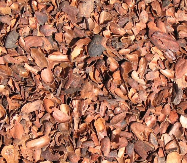 COCOA BEAN SHELL