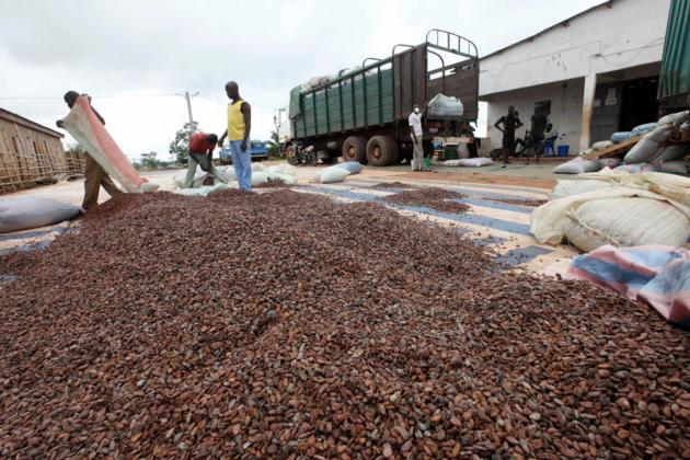 Cocoa Beans